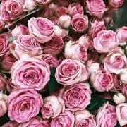 roseの画像
