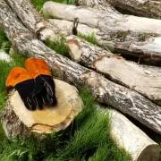 wood_paradise116の画像
