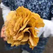 かず33の画像