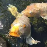 れいん