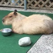 ひなみ