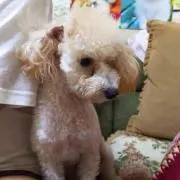 リーリーリ