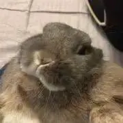ミトンの画像