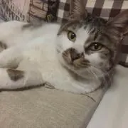 haru