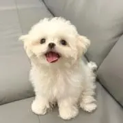 さやえんどうの画像
