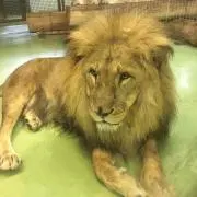 ジャイコの画像