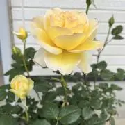 れもれも❁⃘*.゜の画像