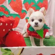 カズミ
