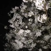 トトロ☆セール中