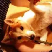 みずき