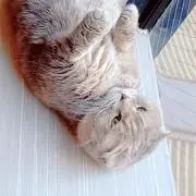 にゃんの画像
