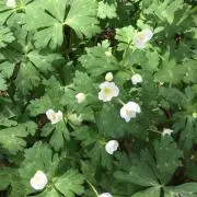 ともとも