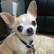 ルルたん❤︎の画像
