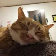 kumi