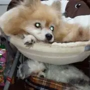 ココまま