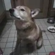 だん