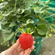 とまとの画像