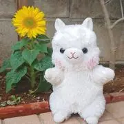 sunshineFOCの画像