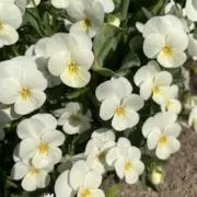 ユウコの画像