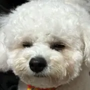 ひつじ