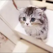 ぬこの画像