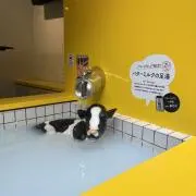 ペネロペの画像