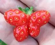 結望の画像