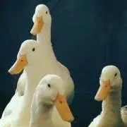 KAOの画像