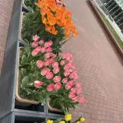 しろしろの画像