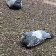 鮭