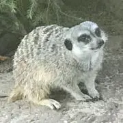 シチフクジンの画像