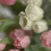 Yの画像