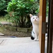 わっぱ