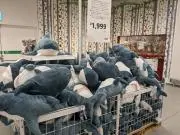 ガミー(値下げは値下げ依頼ボタンから)の画像