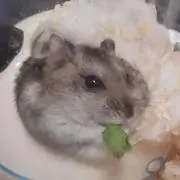 Image of haru【スピード発送、即購入可】