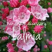 kalmia