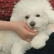 yの画像