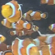 ORM（.__.)の画像
