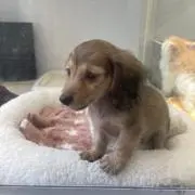 あいり