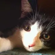 ふくちゃん