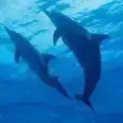 かこちゃん ⁑即購大歓迎⁂断捨離中〜の画像