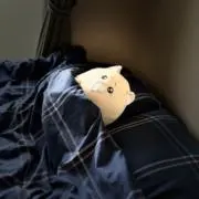 アンジェロ マカララドの画像