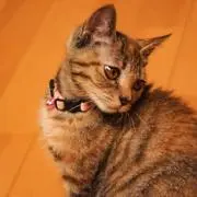 とりみの画像