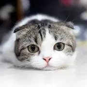 Hannahの画像