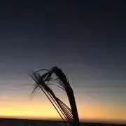 ひかり