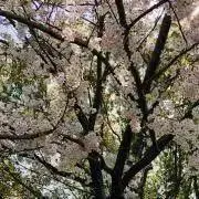 ばやぼう