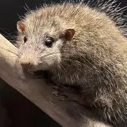 や