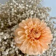 misty_peach☆の画像