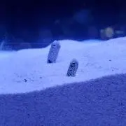 ぺんぎん