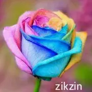 智美